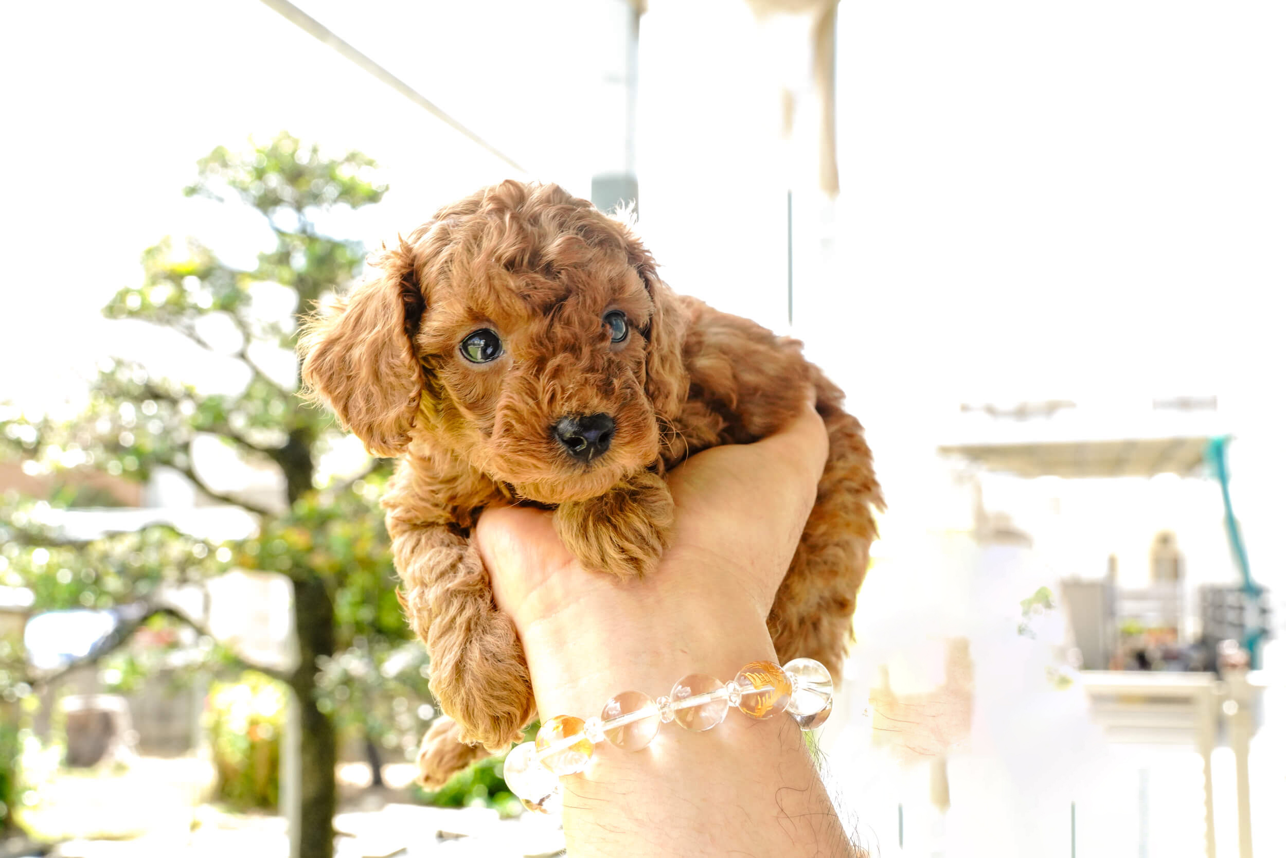 子犬の写真